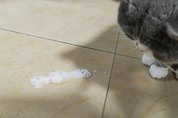 猫咪呕吐的原因,可能是异物阻塞所致