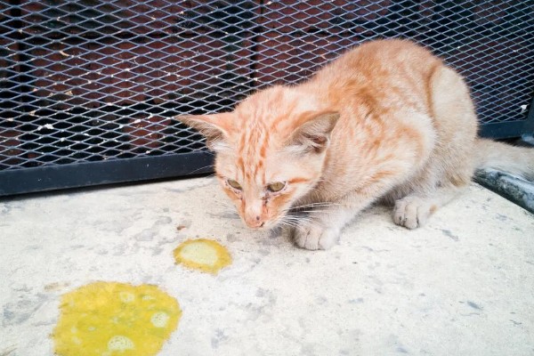 猫咪呕吐的原因,可能是异物阻塞所致