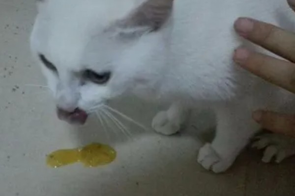 猫咪呕吐的原因,可能是异物阻塞所致