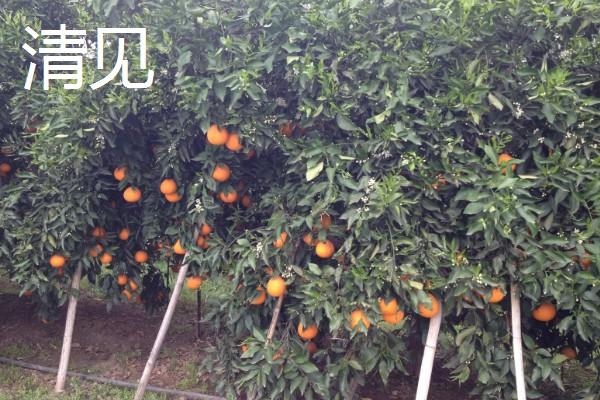 柑橘的晚熟品种,有清见、伏令夏橙等