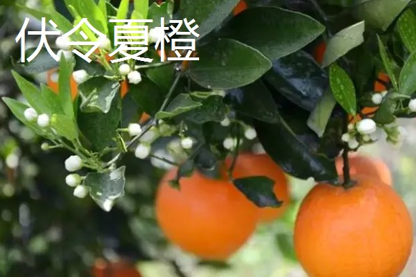 柑橘的晚熟品种,有清见、伏令夏橙等