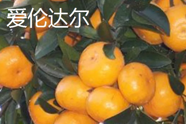 柑橘的晚熟品种,有清见、伏令夏橙等