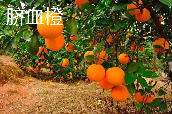 柑橘的晚熟品种,有清见、伏令夏橙等