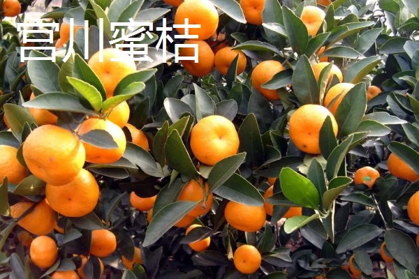 柑橘的晚熟品种,有清见、伏令夏橙等