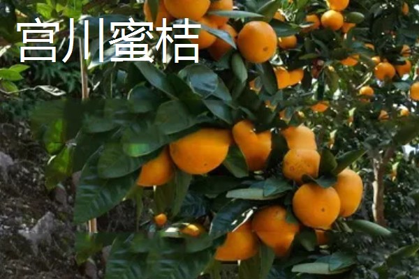 柑橘的晚熟品种,有清见、伏令夏橙等