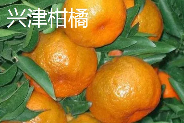 柑橘的晚熟品种,有清见、伏令夏橙等