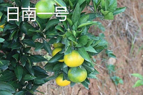柑橘的晚熟品种,有清见、伏令夏橙等