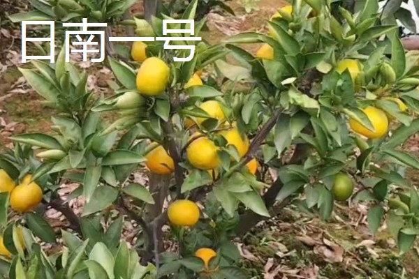 柑橘的晚熟品种,有清见、伏令夏橙等