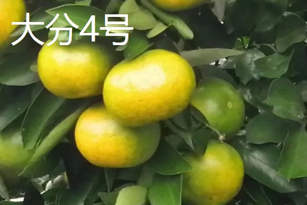 柑橘的晚熟品种,有清见、伏令夏橙等