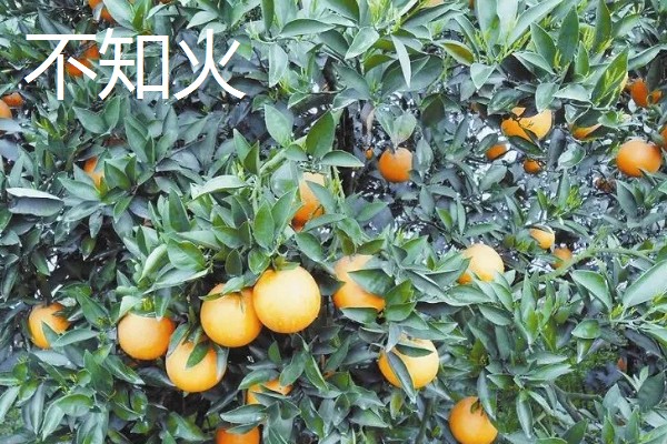 柑橘的晚熟品种,有清见、伏令夏橙等