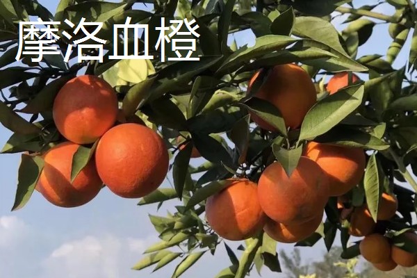 柑橘的晚熟品种,有清见、伏令夏橙等