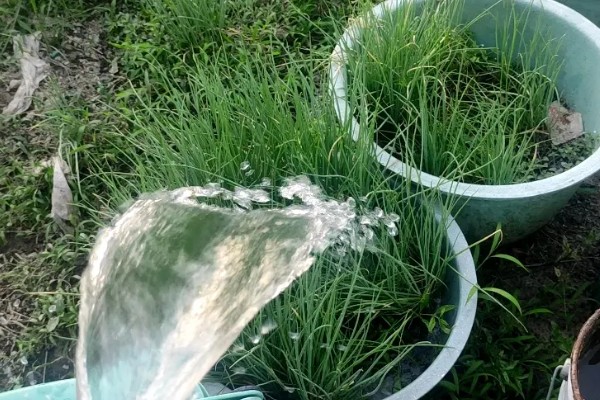 小葱的种植和移栽时间，一般在3月份种植、4月份移栽