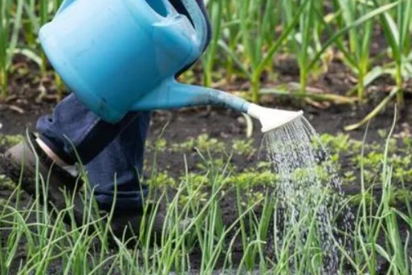 小葱的种植和移栽时间，一般在3月份种植、4月份移栽