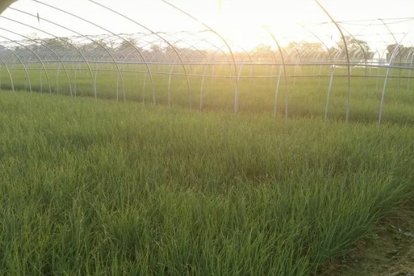 小葱的种植和移栽时间，一般在3月份种植、4月份移栽