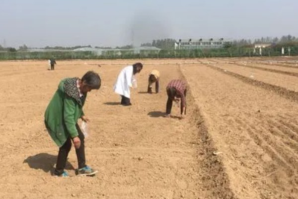 小葱的种植和移栽时间，一般在3月份种植、4月份移栽