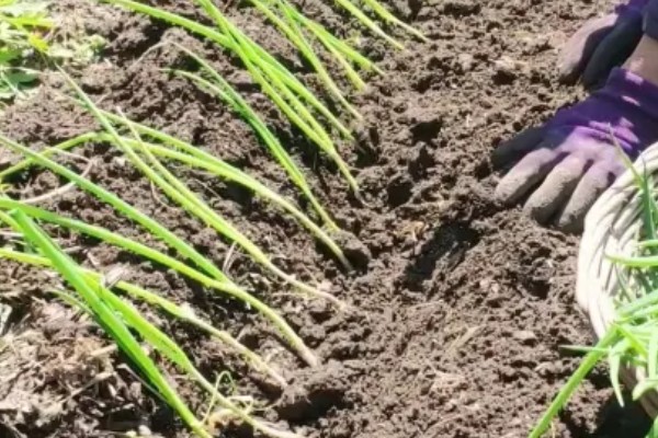 小葱的种植和移栽时间，一般在3月份种植、4月份移栽