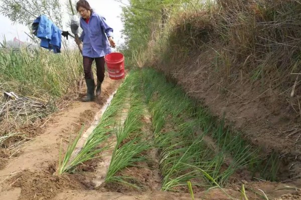 小葱的种植和移栽时间，一般在3月份种植、4月份移栽