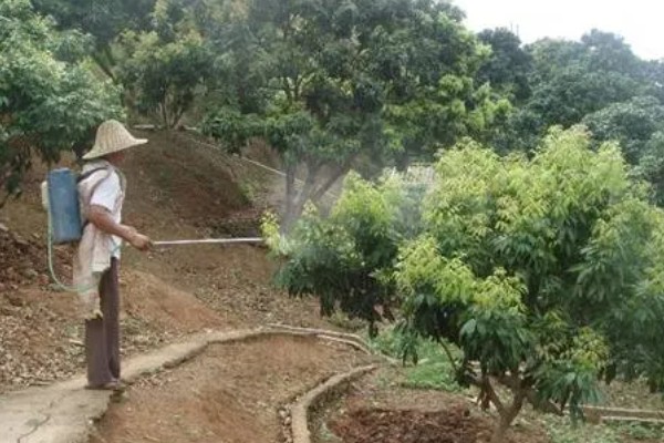 荔枝保花壮果的施肥技术,要及时施壮花肥