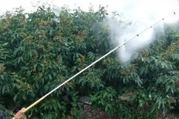 荔枝保花壮果的施肥技术,要及时施壮花肥