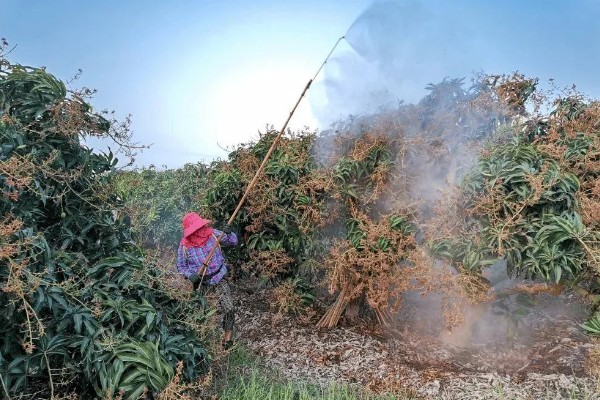 荔枝保花壮果的施肥技术,要及时施壮花肥