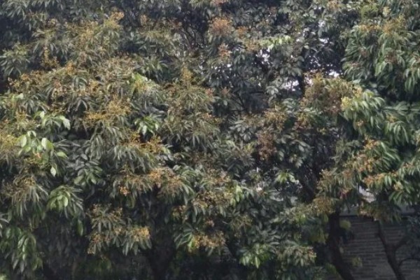 荔枝保花壮果的施肥技术,要及时施壮花肥