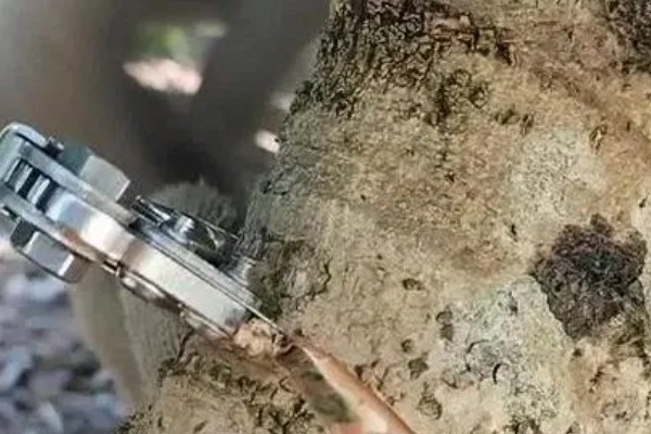 荔枝保花壮果的施肥技术,要及时施壮花肥