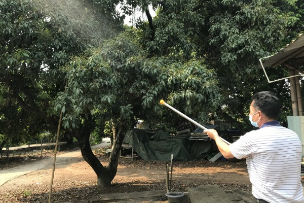 荔枝保花壮果的施肥技术,要及时施壮花肥