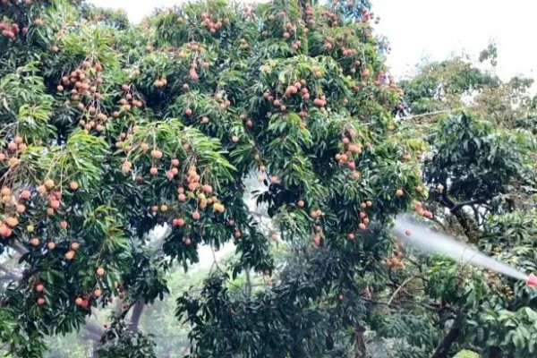 荔枝保花壮果的施肥技术,要及时施壮花肥
