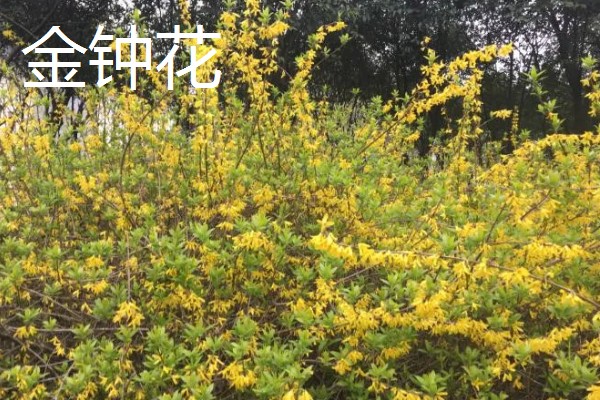 金钟花的寓意,寓意隐藏在心中的爱