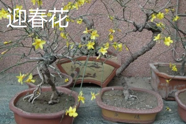 金钟花的寓意,寓意隐藏在心中的爱