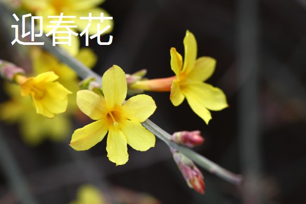金钟花的寓意,寓意隐藏在心中的爱