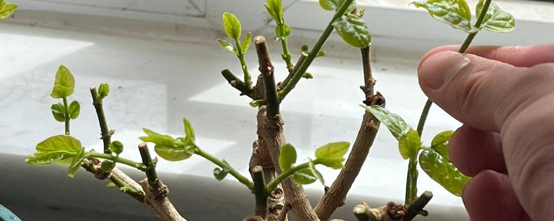 怎样修剪茉莉花,首次需在3-4月时修剪