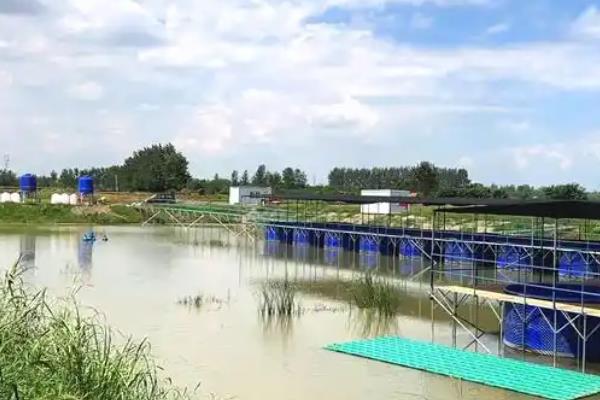 怎么用自来水养大闸蟹,水深要没过大闸蟹的蟹壳