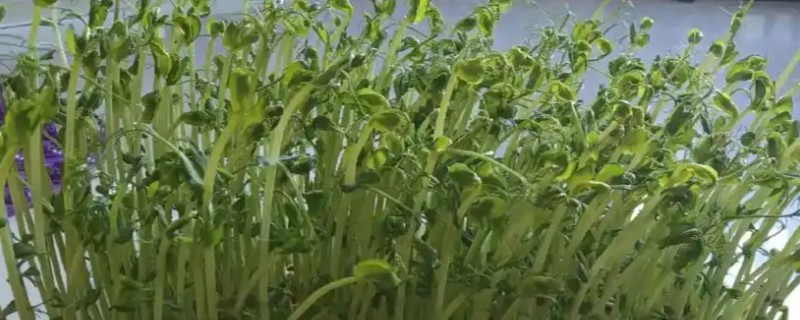 为什么芽苗菜卖不出去,消费者需要一定时间才能接受