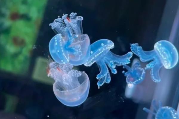 水母是如何繁殖后代的，水螅体就会分裂成多个碟状幼体