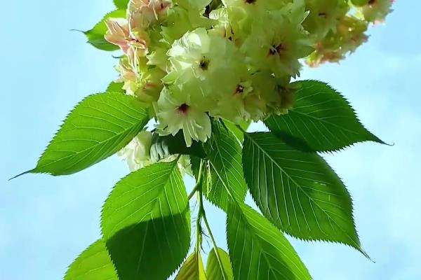 绿樱花的简介,是指御衣黄