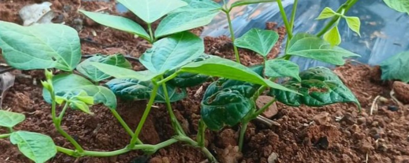 凉薯的育苗方法,适合在沙壤土中种植