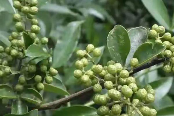 花椒树一般几年结果，通常2-3年结果