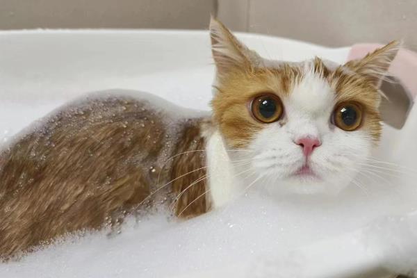 猫能洗澡吗,可以但是不要频繁洗澡