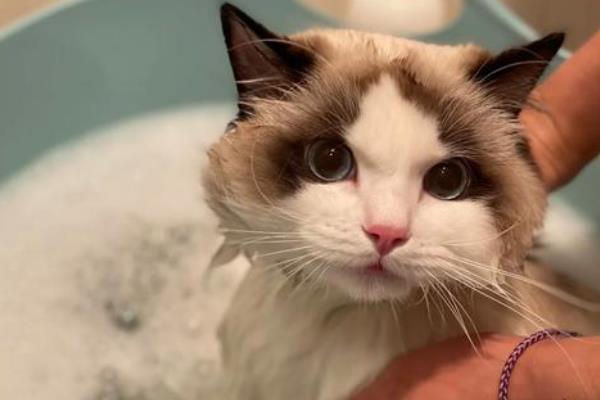 猫能洗澡吗,可以但是不要频繁洗澡