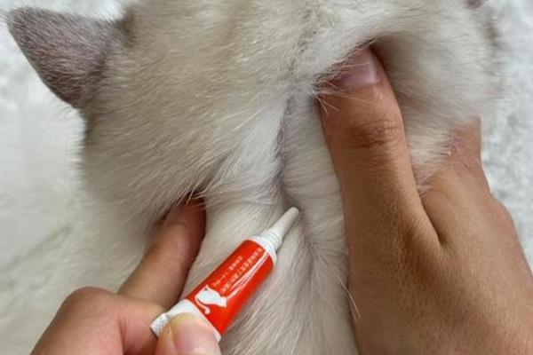 猫能洗澡吗,可以但是不要频繁洗澡