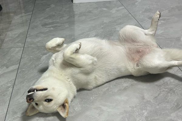 狗狗犬细小的症状，多出现上吐下泻