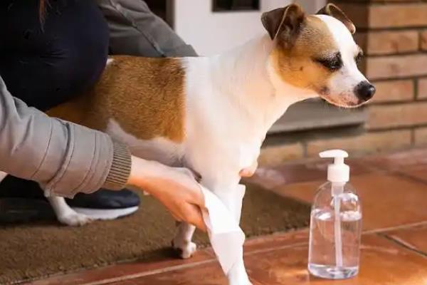 狗狗犬细小的症状，多出现上吐下泻