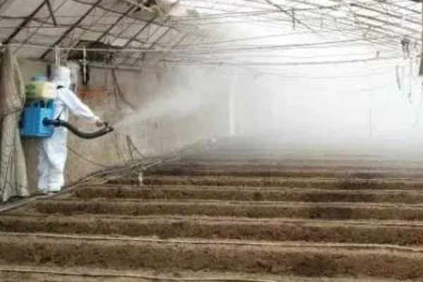 白菜白粉虱怎么消灭,可农业防治也可物理防治
