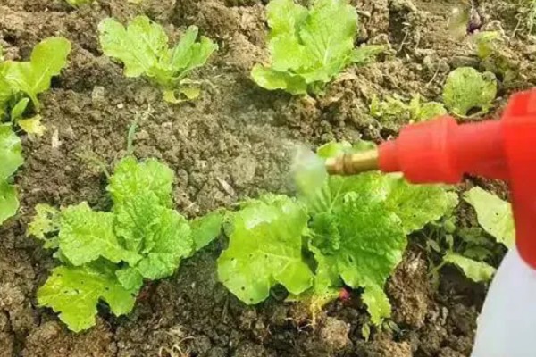 白菜白粉虱怎么消灭,可农业防治也可物理防治