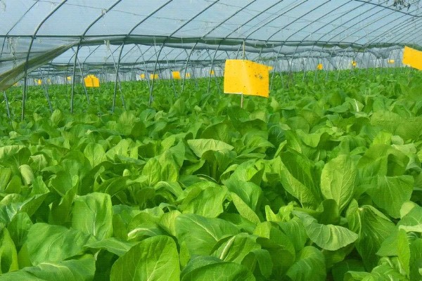 白菜白粉虱怎么消灭,可农业防治也可物理防治