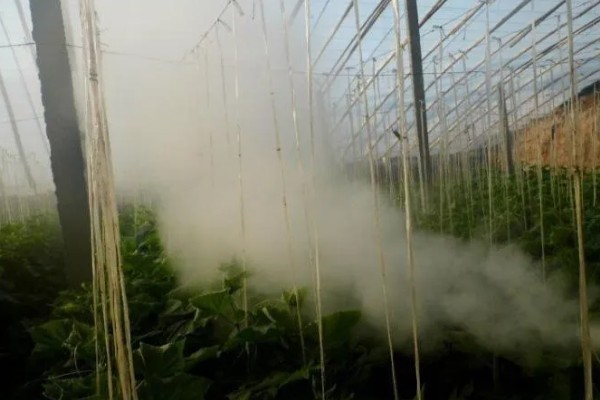 白菜白粉虱怎么消灭,可农业防治也可物理防治