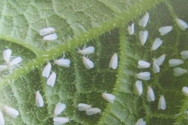 白菜白粉虱怎么消灭,可农业防治也可物理防治