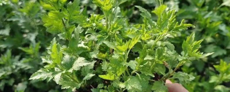 菊花在春天发芽如何管理，需要少许多次的浇水