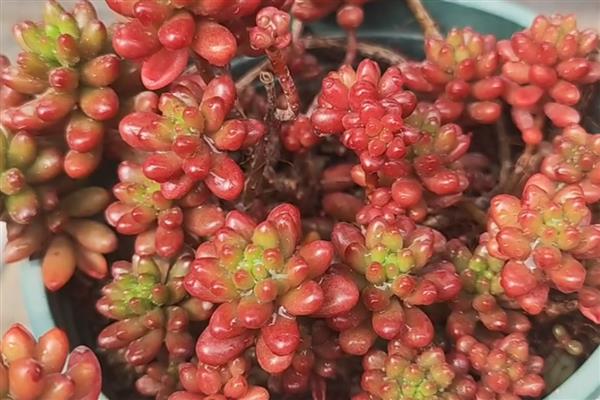 虹之玉长白虫子怎么处理,需要改善生长环境